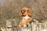 CAVALIER KING CHARLES 403